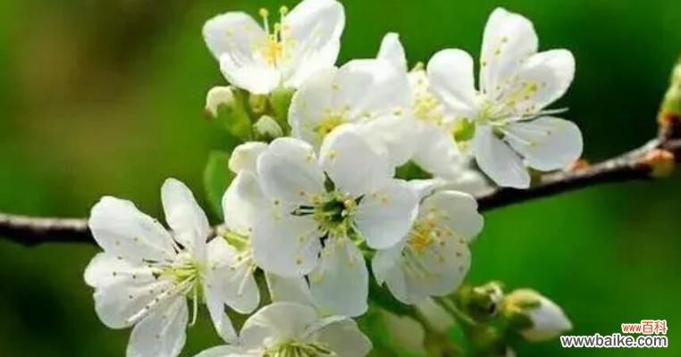 探究苹果作为象征的文化内涵与象征意义 苹果的象征意义及寓意