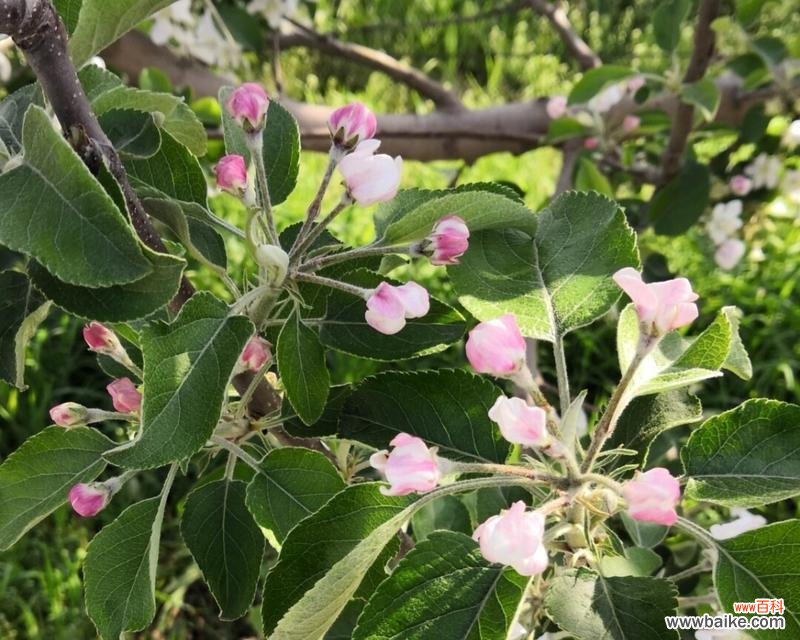 探寻苹果花的文化与情感内涵 苹果花的象征与意义