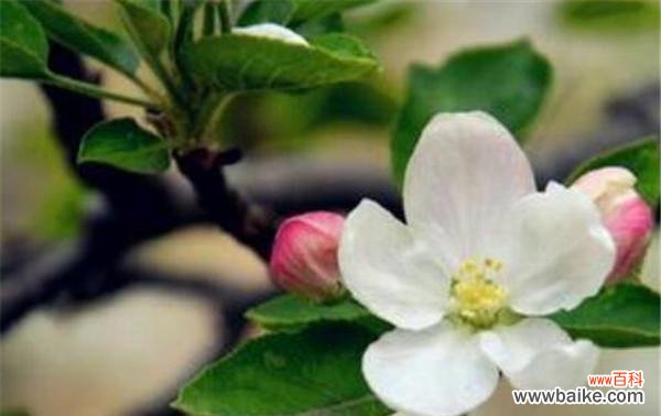 探寻苹果花的文化与情感内涵 苹果花的象征与意义