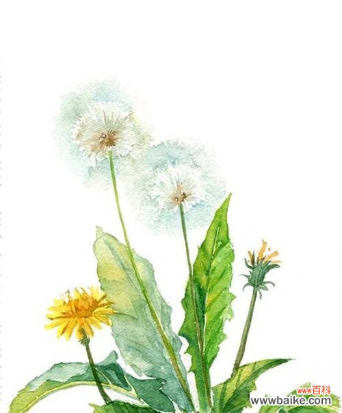 探秘蒲公英的十五种花语与寓意 蒲公英的花语和寓意