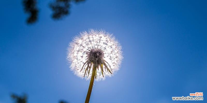 探秘蒲公英的十五种花语与寓意 蒲公英的花语和寓意