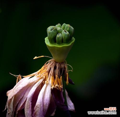 如何在人生中实现菩提的花开 以菩提开花──修行的意义与境界