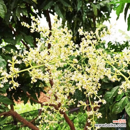 如何在人生中实现菩提的花开 以菩提开花──修行的意义与境界