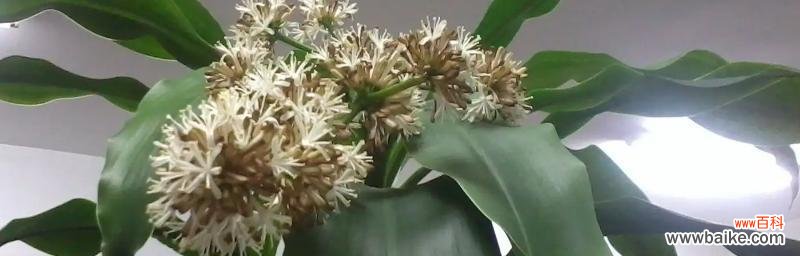 如何在人生中实现菩提的花开 以菩提开花──修行的意义与境界