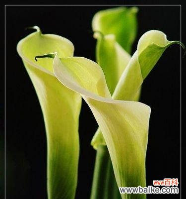 菩提花传达的美丽祝福 菩提花的花语