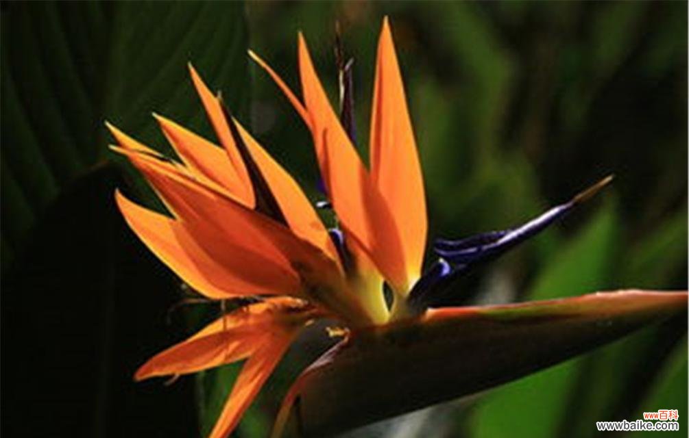 菩提花传达的美丽祝福 菩提花的花语