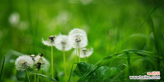 揭开蒲公英背后的秘密 蒲公英的象征意义与启示