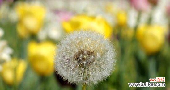 揭开蒲公英背后的秘密 蒲公英的象征意义与启示