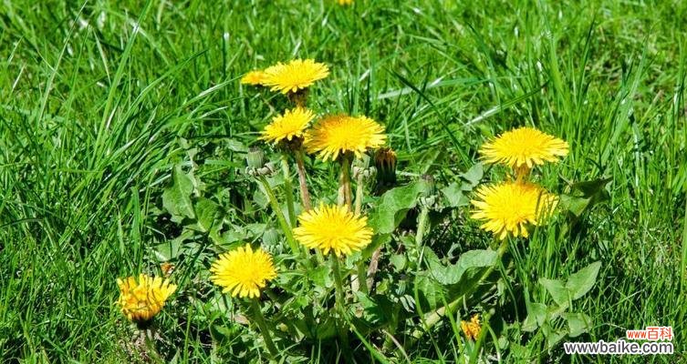 探究蒲公英花的美丽与坚韧 蒲公英花的寓意与象征意义