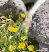 探究蒲公英花的美丽与坚韧 蒲公英花的寓意与象征意义