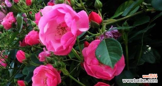 探寻橘色蔷薇的传达信息和情感象征 橘色蔷薇的花语与代表意义