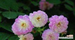 揭开蔷薇花的多重寓意与文化背景 蔷薇花的象征意义及美丽之魅力