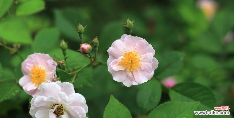 探寻蔷薇花的内涵与象征 蔷薇的花语和寓意