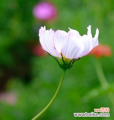 秋英花的品种及象征意义 秋英的花语与寓意