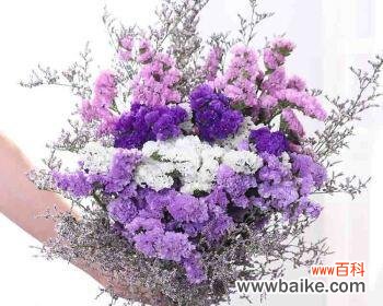 解读情人草的12种花语和象征意义 情人草的花语与寓意