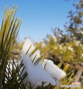 传承与坚韧的象征——青松的深层寓意 青松力量