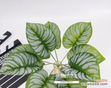 一颗希望之花——青苹果花 青苹果花的象征和寓意