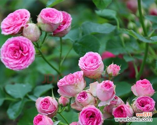 探索蔷薇亚科代表植物的奇妙世界 蔷薇亚科代表植物的美丽与多样性