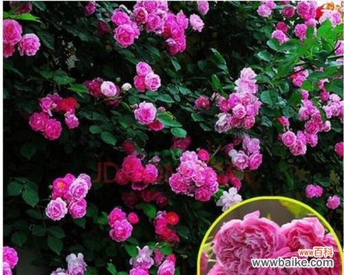 探索蔷薇亚科代表植物的奇妙世界 蔷薇亚科代表植物的美丽与多样性