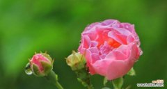 探索蔷薇亚科代表植物的奇妙世界 蔷薇亚科代表植物的美丽与多样性