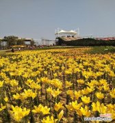 傲视百花的“桂花” 日照市花桂花的象征意义