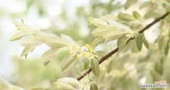 从花语解读到心灵的治愈 沙枣花的花语与寓意——一朵代表温暖与希望的花朵