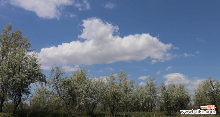 从花语解读到心灵的治愈 沙枣花的花语与寓意——一朵代表温暖与希望的花朵