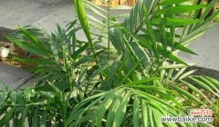 探寻散尾葵开花的奥秘和象征意义 以散尾葵会开花吗