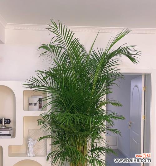 探寻散尾葵开花的奥秘和象征意义 以散尾葵会开花吗