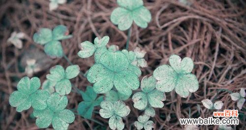 探索三叶草的神秘之美 三叶草的意义与含义