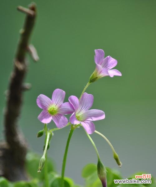 探索三叶草的神秘之美 三叶草的意义与含义