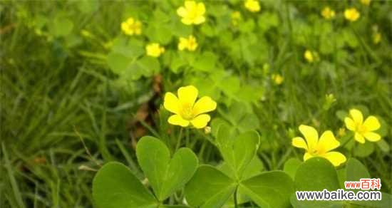 三叶草的神奇之处与丰富花语 三叶草花语与寓意的解读