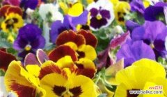 探寻三色堇的花语和象征意义 三色堇花语与象征意义