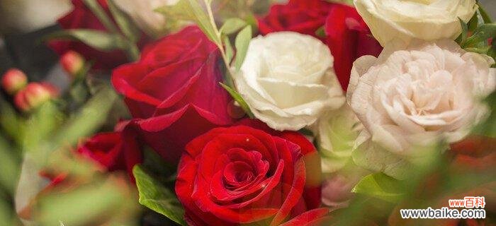 传递爱情和祝福的十九朵玫瑰花 十九朵玫瑰花的花语