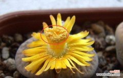 探寻生石花开花的美丽与神秘 生石花开花的寓意与含义