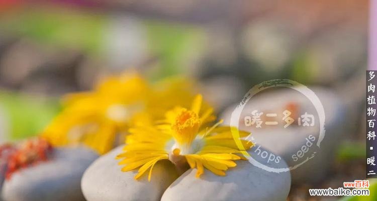 探寻生石花开花的美丽与神秘 生石花开花的寓意与含义