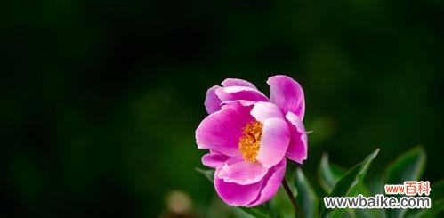 芍药花花语及其象征意义 芍药花