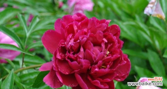 盛放于土地上的美丽柔情 芍药花
