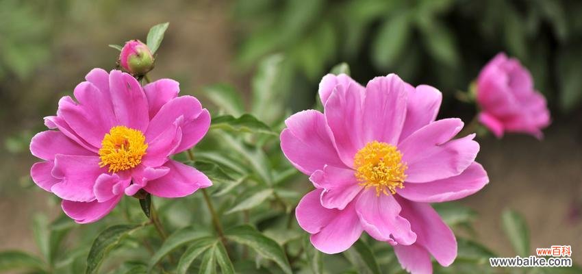 盛放于土地上的美丽柔情 芍药花