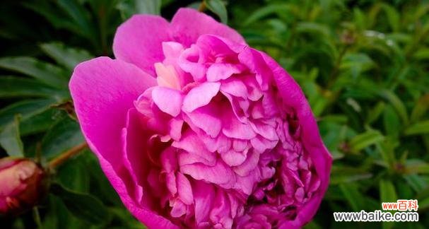 盛放于土地上的美丽柔情 芍药花