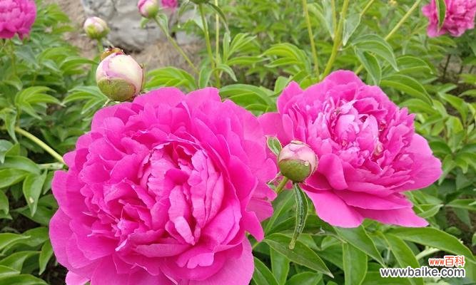 传递温柔与力量的芍药花 芍药花的花语