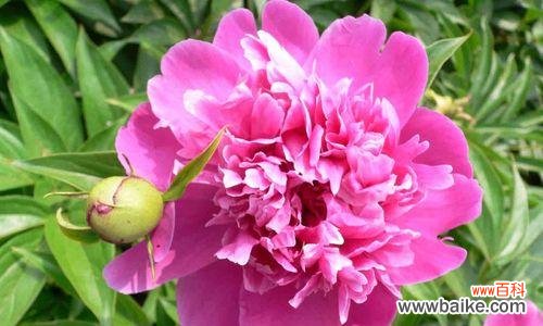 传递温柔与力量的芍药花 芍药花的花语