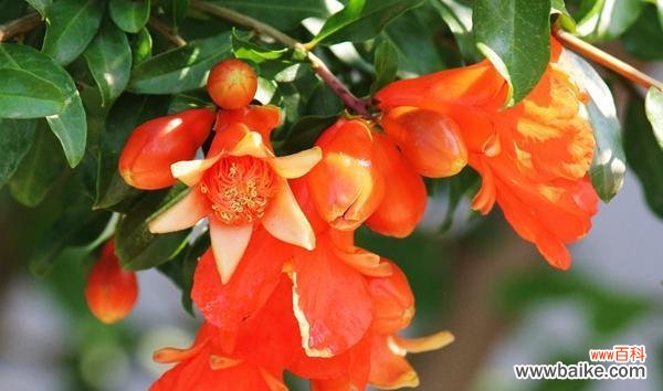 走进石榴花花语的世界 石榴花花语揭示的秘密