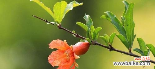 走进石榴花花语的世界 石榴花花语揭示的秘密