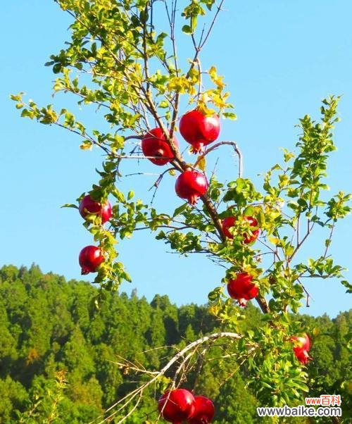 生肖中的祥瑞果实 以石榴为象征的生肖