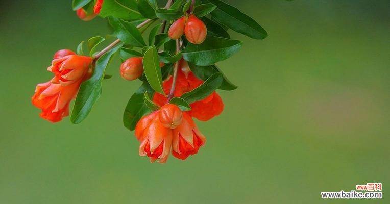 生肖中的祥瑞果实 以石榴为象征的生肖