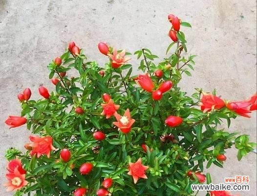 生肖中的祥瑞果实 以石榴为象征的生肖