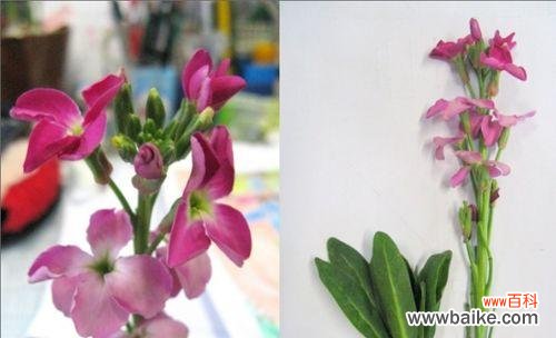 探索植物界的多样性——十字花科植物的独特特征 了解十字花科植物的主要特征