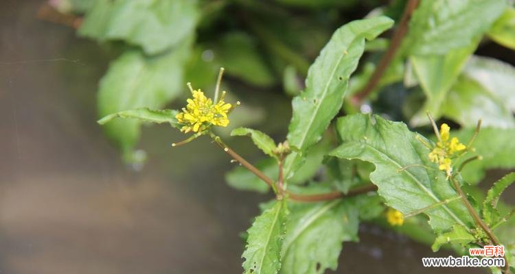 探索植物界的多样性——十字花科植物的独特特征 了解十字花科植物的主要特征