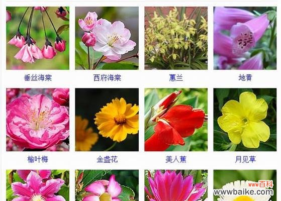 探索植物界的多样性——十字花科植物的独特特征 了解十字花科植物的主要特征